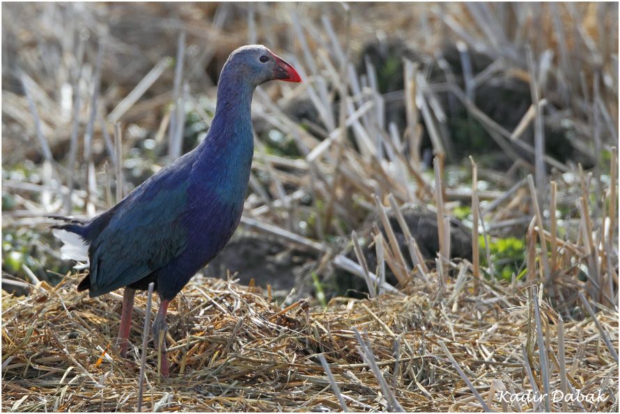Grey-headed Swamphen