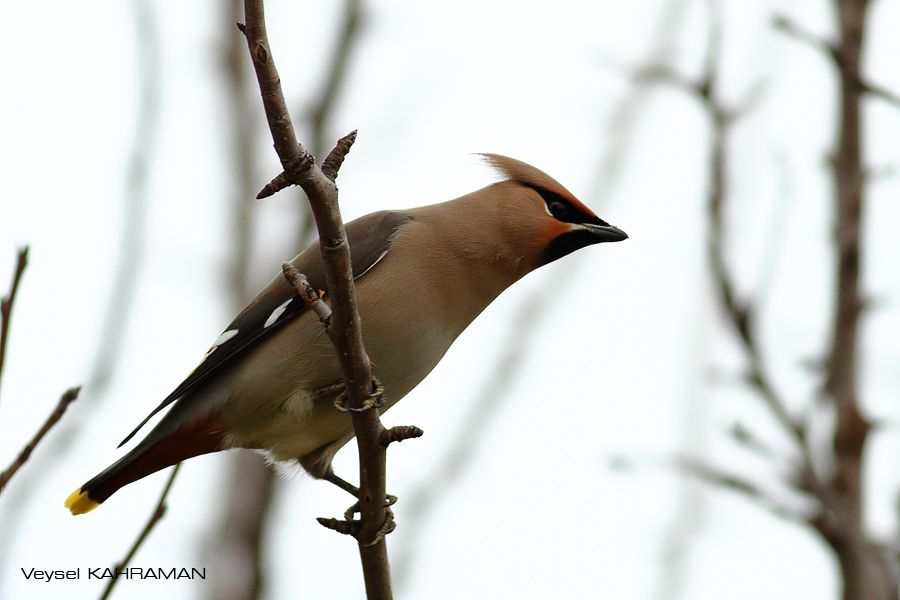 Bohemian Waxwing