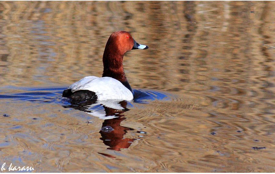 Common Pochard