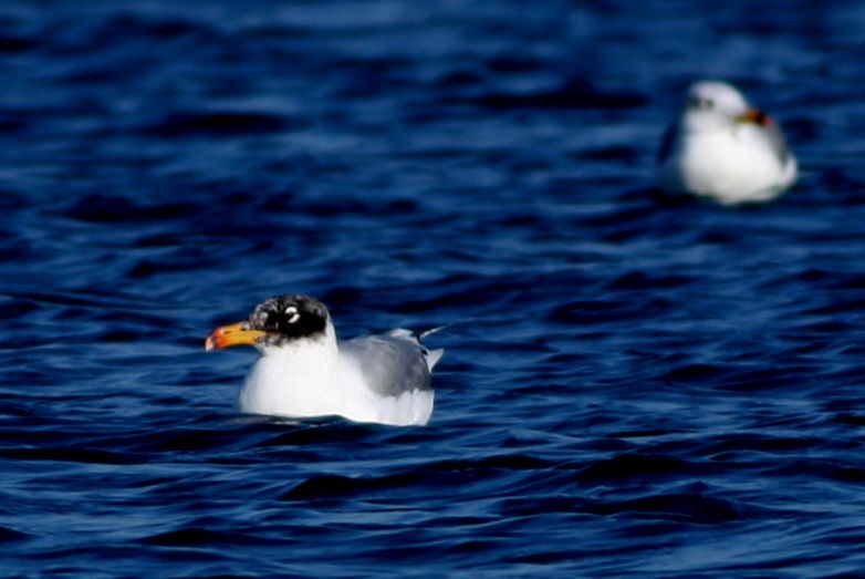 Pallas`s Gull