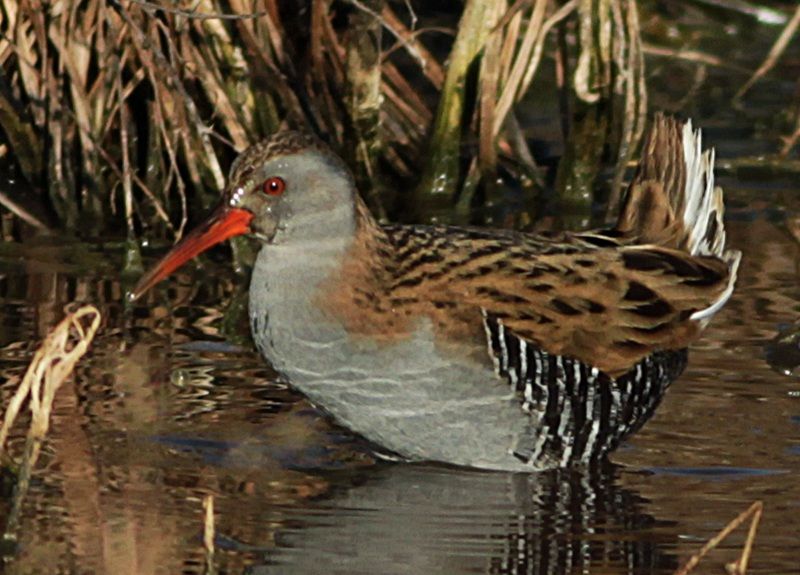 Water Rail