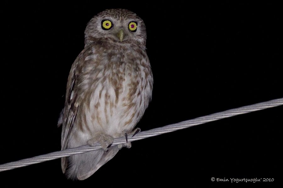 Little Owl