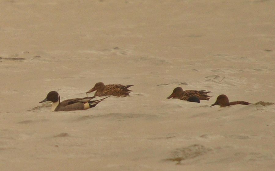Northern Pintail