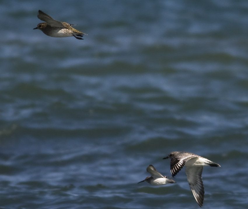 European Golden Plover