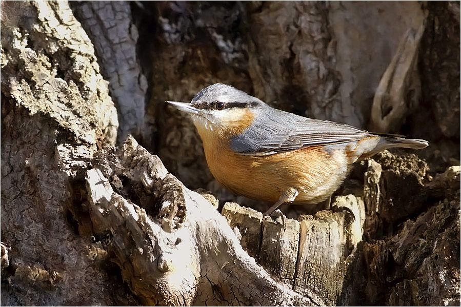 Eurasian Nuthatch