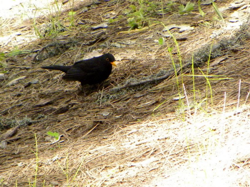 Common Blackbird