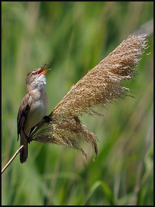 Great Reed Warbler