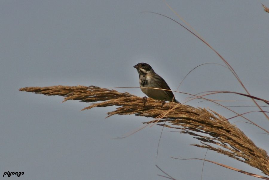 Common Reed Bunting