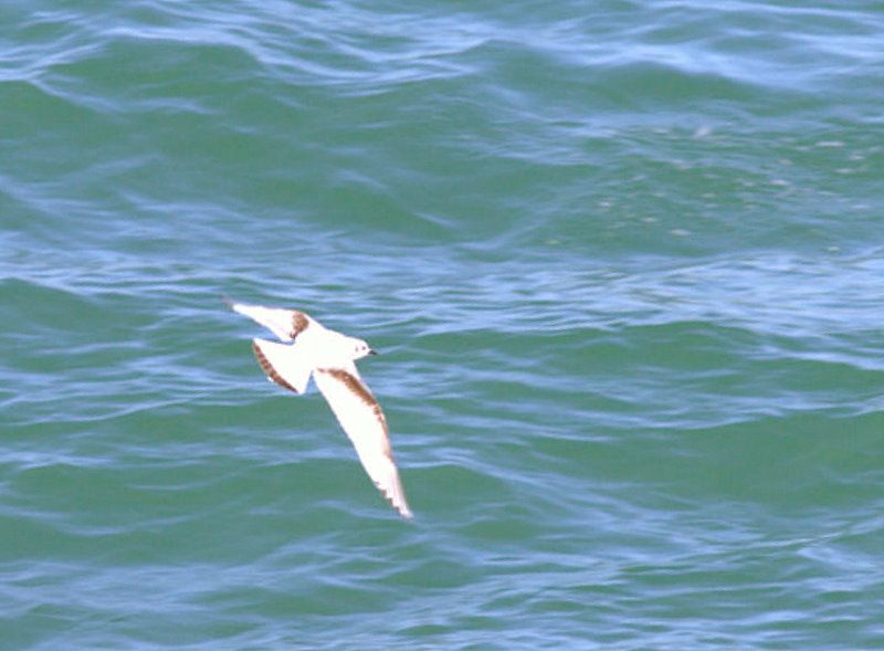 Little Gull