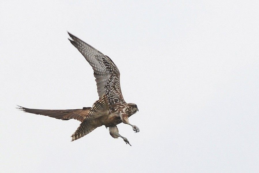 Saker Falcon