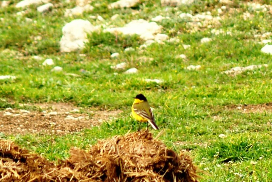 Sarı Kuyruksallayan