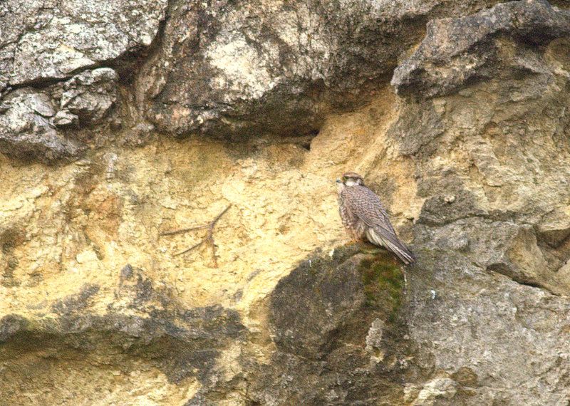Saker Falcon
