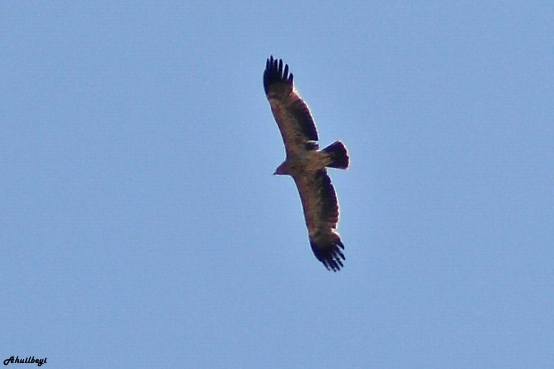 Şah Kartal