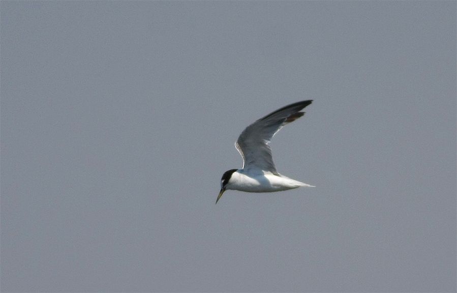 Küçük Sumru