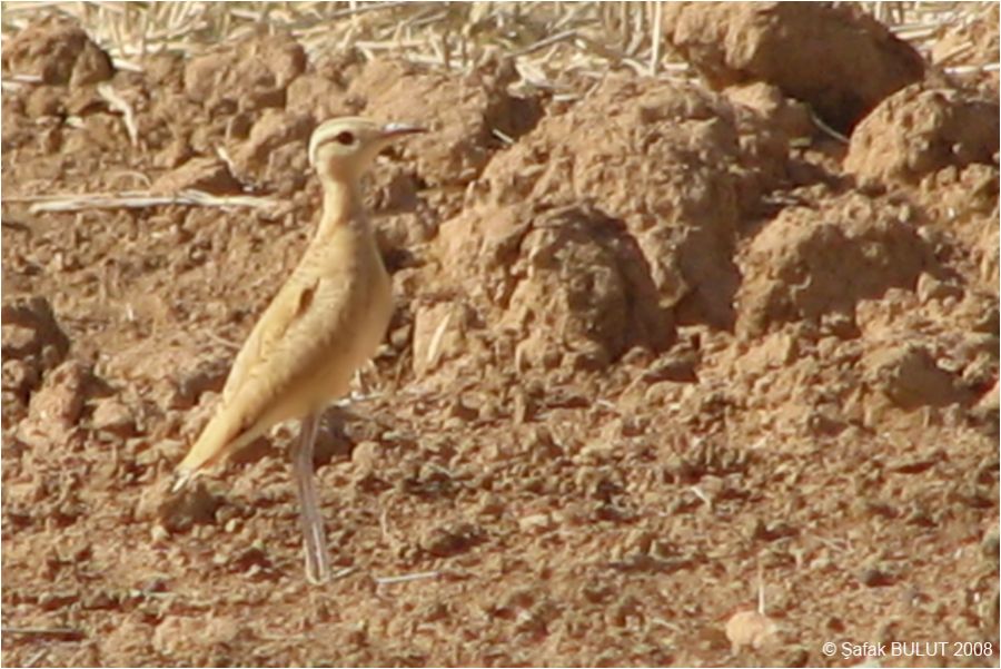Cream-colored Courser