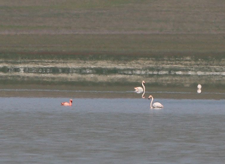 Lesser Flamingo