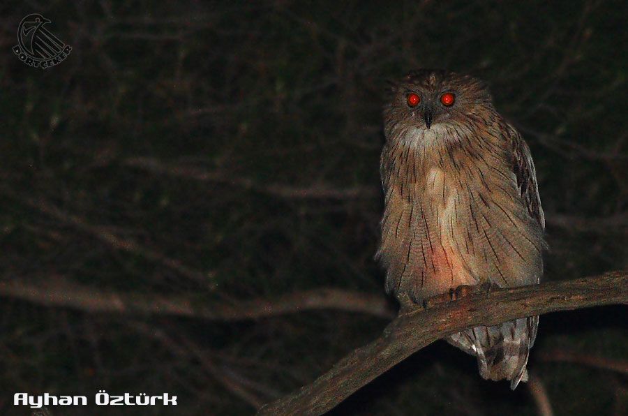 Brown Fish Owl