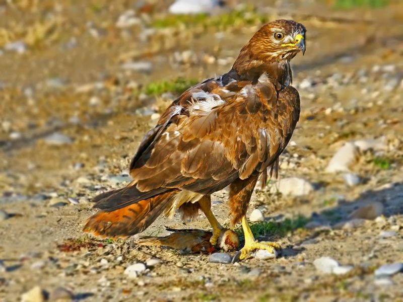 Kızıl Şahin