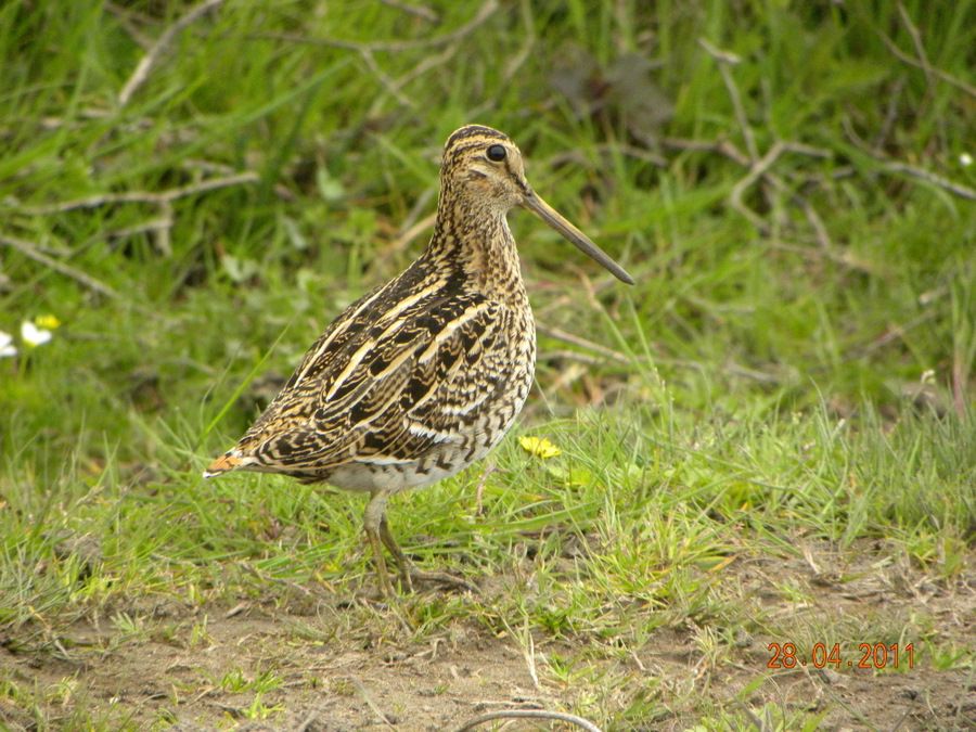 Great Snipe
