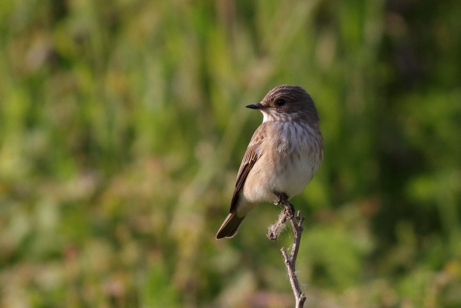 Spotted Flycatcher