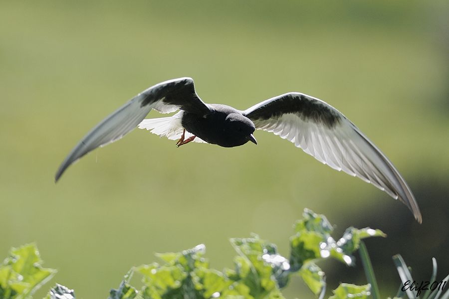 White-winged Tern