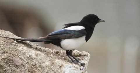 Eurasian Magpie