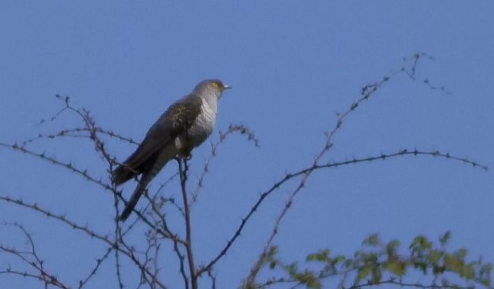 Common Cuckoo