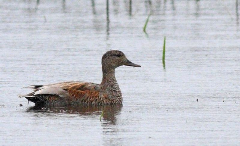 Gadwall