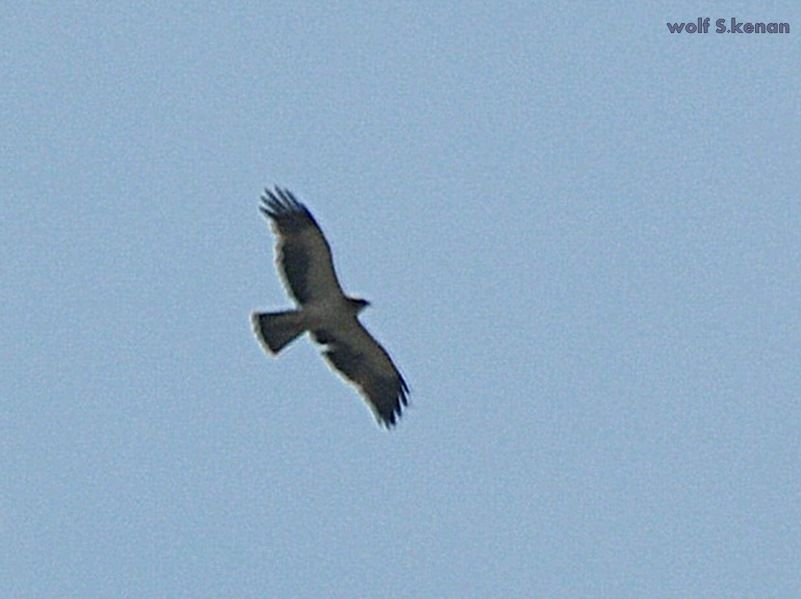 Booted Eagle