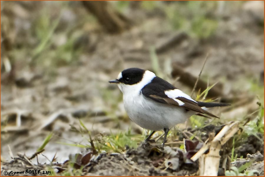 Collared Flycatcher