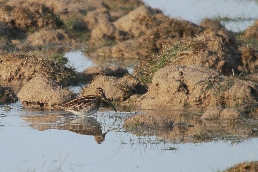 Common Snipe