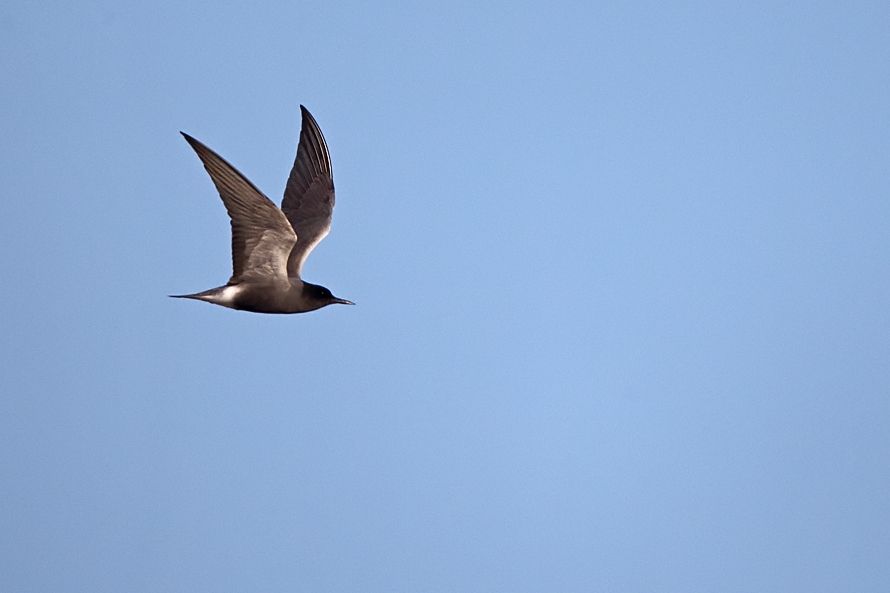 Black Tern