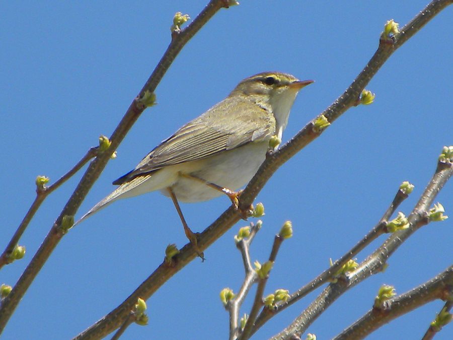 Willow Warbler