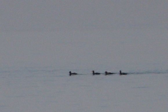Velvet Scoter