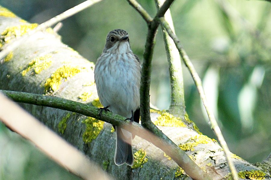 Spotted Flycatcher