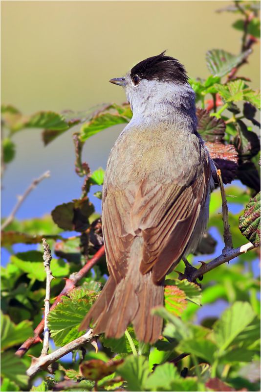 Eurasian Blackcap