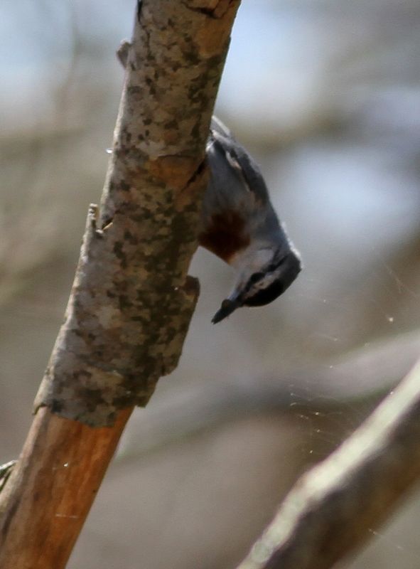 Krüper`s Nuthatch