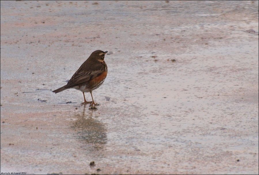 Redwing