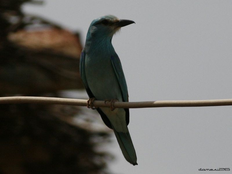 European Roller