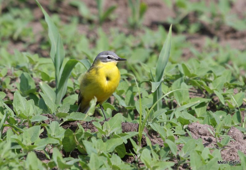 Western Yellow Wagtail