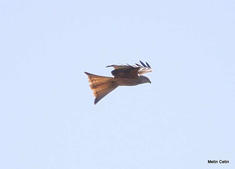 Red Kite