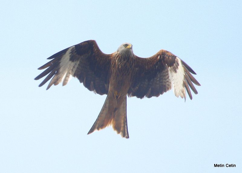 Red Kite