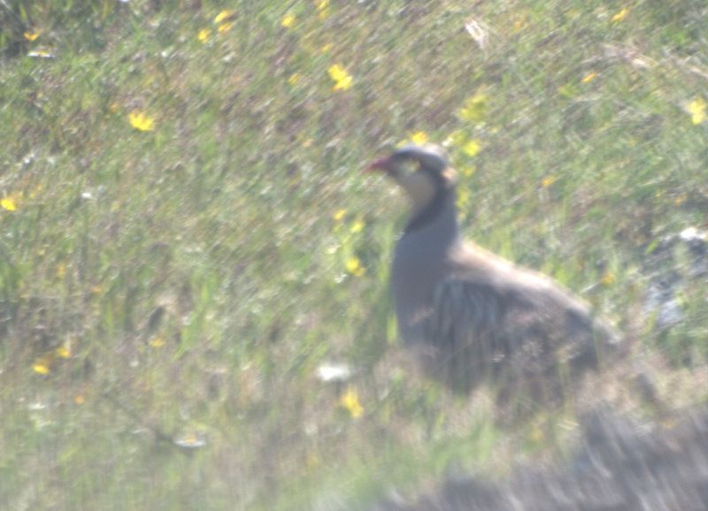 Chukar Partridge
