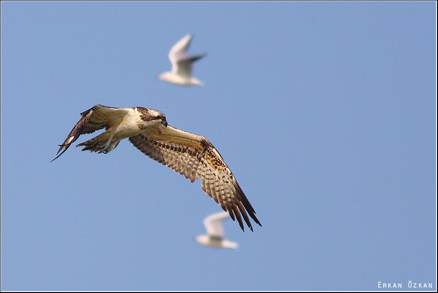 Osprey