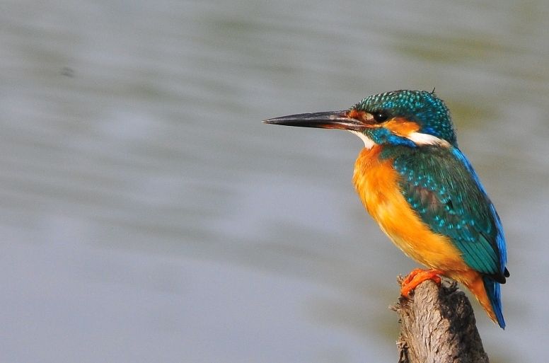 Common Kingfisher