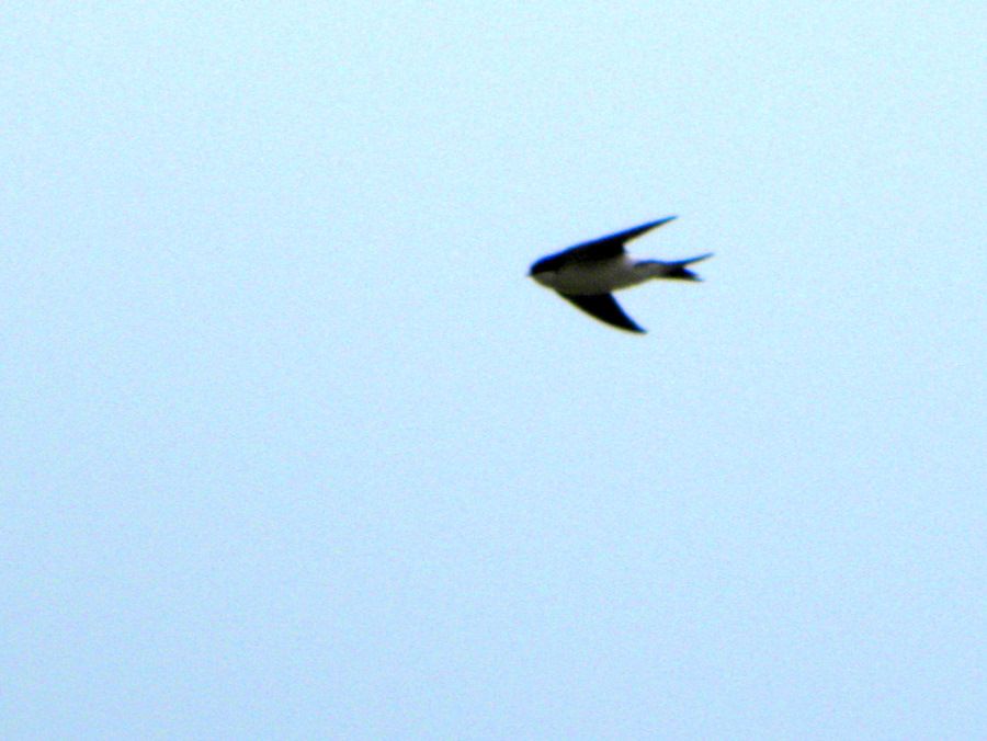Common House Martin