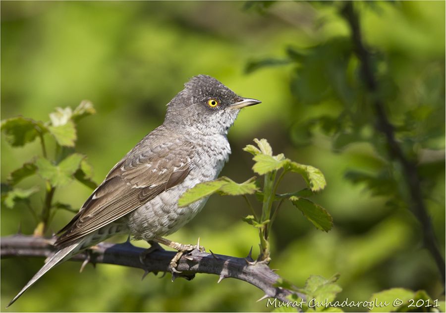 Barred Warbler