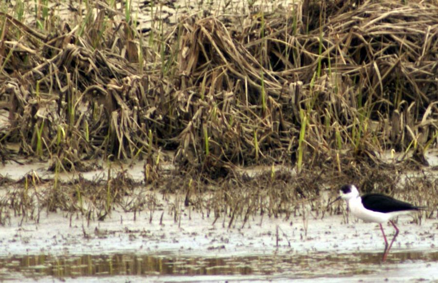 Black-winged Stilt