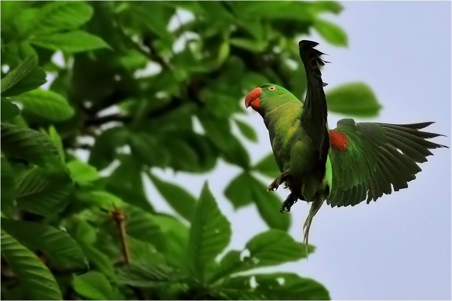 Alexandrine Parakeet