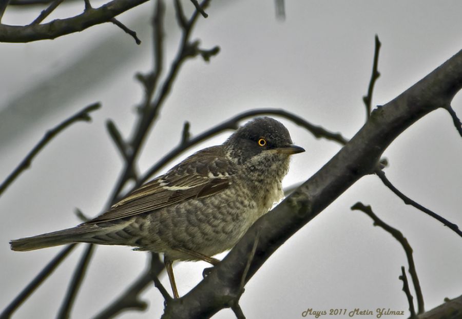 Barred Warbler